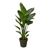 Baumstrelitzie (Strelitzia Nicolai) – 90 cm hohe exotische Zimmerpflanze mit großen, fächerartigen Blättern.