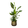 Strelitzia Nicolai de Luxe 250 cm – Tropische Riesenpflanze mit imposanter Wuchsform, perfekt für stilvolle Wohn- und Geschäftsräume.