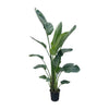 Strelitzia Nicolai XXL – Diese exotische Pflanze mit riesigen Blättern ist ein echter Hingucker für Wohnräume und Büros.