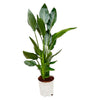 Paradiesvogelblume (Strelitzia Reginae) – 100 cm hohe exotische Zimmerpflanze mit auffälligen Blüten.