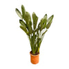Strelitzia Reginae (Paradiesvogelblume) – Mit ihren farbenfrohen Blüten ein tropisches Highlight für sonnige Wohnräume oder Wintergärten.