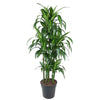 Dracaena Hawaiiana als Drachenbaum Carrousel überzeugt mit ihrem buschigen Wuchs und frischem Grün – eine stilvolle XL Pflanze für moderne Wohnräume.