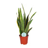 Bogenhanf (Sansevieria Trifasciata Laurentii) – 60 cm hohe luftreinigende Pflanze für Innenräume.