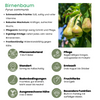 Birnenbaum (Pyrus) – 60 cm hoher Bio-Birnenbaum für frische Früchte aus eigenem Anbau.