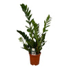 Glücksfeder (Zamioculcas) – 75 cm hohe pflegeleichte Pflanze für Zuhause mit robustem Wuchs.
