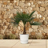 Hanfpalme (Trachycarpus) – 100 cm hohe robuste, winterharte Palme für Garten und Außenbereich.