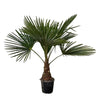 Hanfpalme (Trachycarpus) – 100 cm hohe winterharte Palme für Garten und Terrasse.