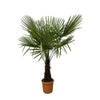 Trachycarpus Fortuneii 180 cm – Zeitlose Palme für Gärten, Terrassen oder lichtdurchflutete Innenräume. Widerstandsfähig und pflegeleicht.