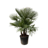 Trachycarpus Hanfpalme 200 cm – Robuste XXL-Palme mit fächerförmigen Blättern. Ideal für tropisches Ambiente im Garten oder auf der Terrasse.