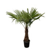 Trachycarpus Hanfpalme 220 cm – Imposante chinesische Hanfpalme für Außenbereiche. Ihre charakteristischen Blätter setzen tropische Akzente.