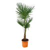 Die Trachycarpus fortuneii bringt mit ihren fächerförmigen Blättern exotisches Palmenflair in Gärten, Terrassen und Wohnräume.