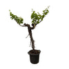 Traubenbaum Vitis Vinifera 220 cm XXL – Mediterraner XXL-Baum mit dekorativem Laub. Perfekt für Gärten, Terrassen oder als Blickfang in Innenräumen.