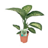 Tropen-Drachenbaum (Dieffenbachia Seguine Tropic Snow) – 70 cm hohe dekorative Pflanze für Innenräume.