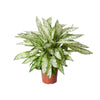 Tropen-Drachenbaum (Dieffenbachia Vesuvius) – 80 cm hohe exotische Pflanze mit bunten Blättern für Wohnräume.