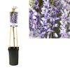 Chinesischer Blauregen (Wisteria Sinensis) – 75 cm hohe Pflanze mit hängenden Blütentrauben.