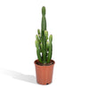 Wolfsmilch (Euphorbia Acrurensis) – 60 cm hohe pflegeleichte Pflanze für Innenräume, ideal als dekorative Zimmerpflanze.