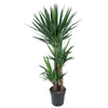 Die Yucca elephantipes überzeugt mit ihrer tropischen Ausstrahlung und ihrem kräftigen Grün – eine pflegeleichte XL Pflanze für dein Zuhause.