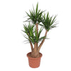 Die imposante Yucca elephantipes mit verzweigten Stämmen und kräftigem Grün – eine robuste XL Zimmerpflanze für modernes Ambiente.
