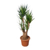 Yucca Elephantipes 190 cm – Zeitlose, widerstandsfähige Palme für Innen- und Außenbereiche. Robuste Optik trifft auf tropisches Flair.