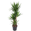 Yucca Elephantipes 180 cm – Moderne, pflegeleichte XXL-Palme für Wohnräume und Büros. Ideal für ein stilvolles, grünes Ambiente.