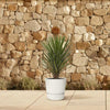Palmlilie (Yucca Filifera Australis) – 100 cm hohe dekorative Pflanze für Balkon oder Terrasse.