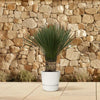 Blaue Palmlilie (Yucca Rostrata) – 100 cm hohe winterharte Pflanze für Terrasse und Garten.