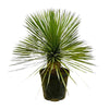 Blaue Palmlilie (Yucca Rostrata) – 70 cm hohe winterharte Pflanze für den Garten.