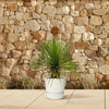 Blaue Palmlilie (Yucca Rostrata) – 70 cm hohe exotische Pflanze, ideal für trockene Standorte.