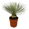 Blaue Palmlilie (Yucca Rostrata) – 70 cm hohe Pflanze für Garten und Terrasse, winterhart und pflegeleicht.