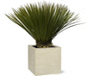Blaue Palmlilie (Yucca Rostrata) – 80 cm hohe dekorative Zimmerpflanze mit schmalen, blauen Blättern.