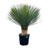 Die Yucca rostrata begeistert mit ihren schmalen, blaugrünen Blättern – eine XL Topfpflanze für stilvolle Wohnräume und Gärten.