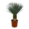Majestätische Yucca rostrata mit blaugrünen, filigranen Blättern – eine XL Zimmerpflanze, die mediterranes Flair in dein Zuhause bringt.
