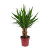 Palmlilie (Yucca Tres Cañas) – 70 cm hohe pflegeleichte Zimmerpflanze mit exotischem Wuchs.
