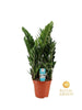 Glücksfeder (Zamioculcas) – 75 cm hohe pflegeleichte Zimmerpflanze für Innenräume.