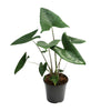 Zebrapflanze (Alocasia Zebrina) – 80 cm hohe exotische Pflanze mit auffälligen Blattstielen.