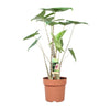 Zebrapflanze (Alocasia Zebrina) – 80 cm hohe exotische Zimmerpflanze mit auffälligem Muster auf den Stielen.