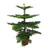 Zimmertanne (Araucaria) – 100 cm hohe immergrüne Pflanze für Zuhause, dekorativ und pflegeleicht.