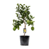 Zitronenbaum (Citrus Lemon) – 80 cm hohe mediterrane Pflanze für Balkon und Terrasse, duftend und fruchttragend.