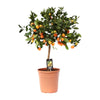 Zwergorangenbaum (Citrus Calamondin) – 80 cm hohe Zitruspflanze, ideal für Balkon und Innenräume, pflegeleicht und dekorativ.